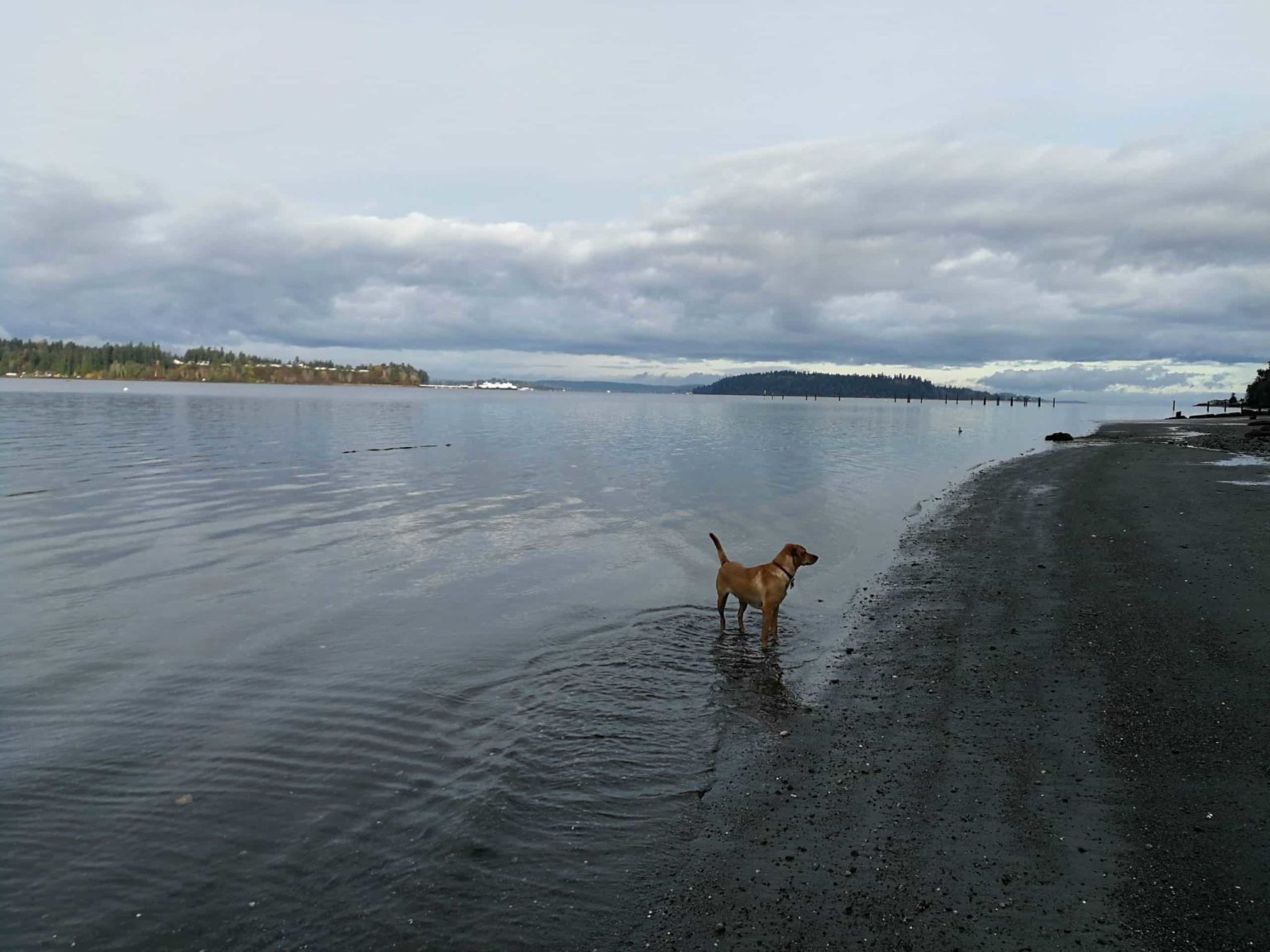 Vashon Dogs OffLeash or onleash?
