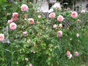 Roses in a garden on Vashon Island
