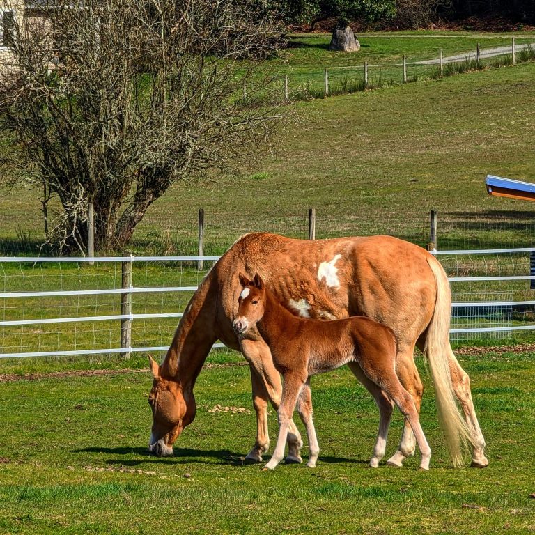 471824543 415649061628889 8904804370729476977 n 768x768