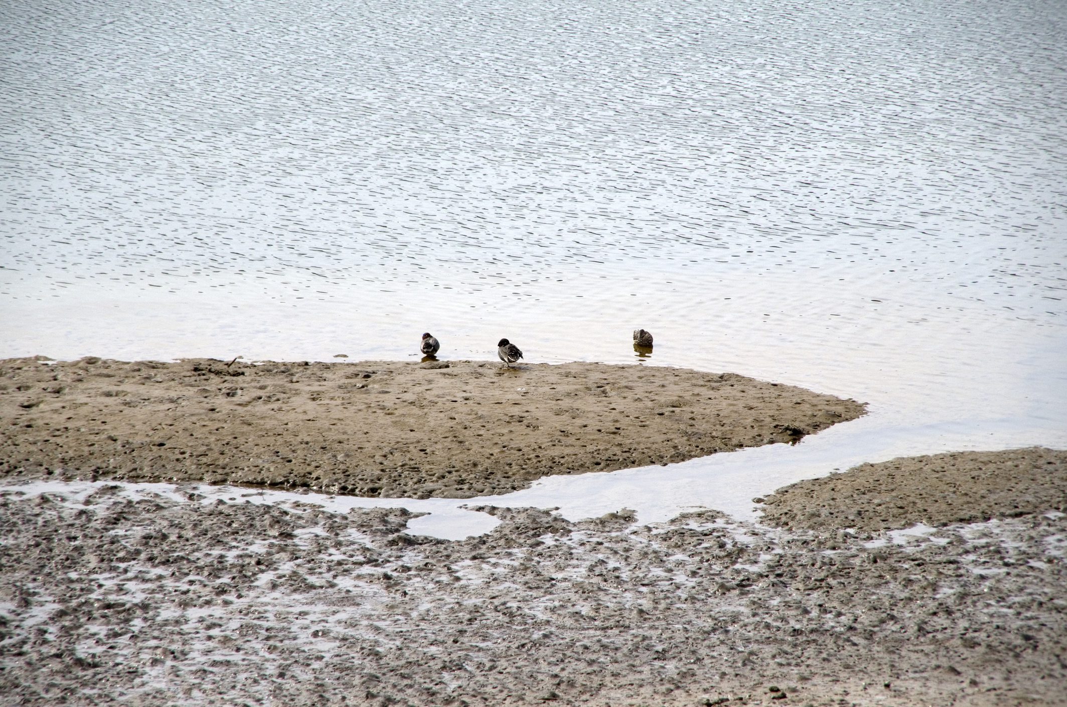 December Tide Schedule for Vashon Island Stay Prepared