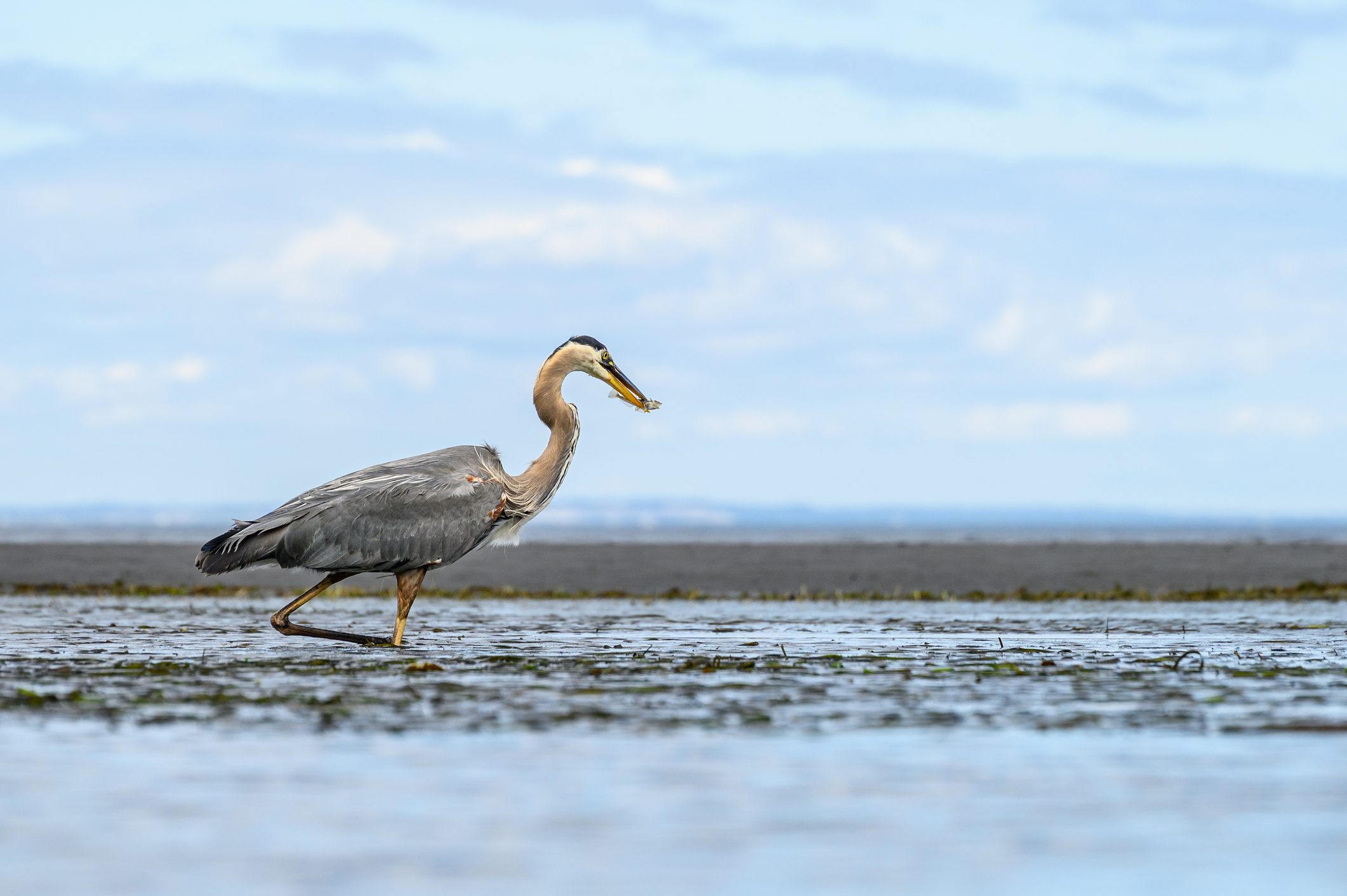 Check January Tide Schedules on Vashon Island for Safe Planning