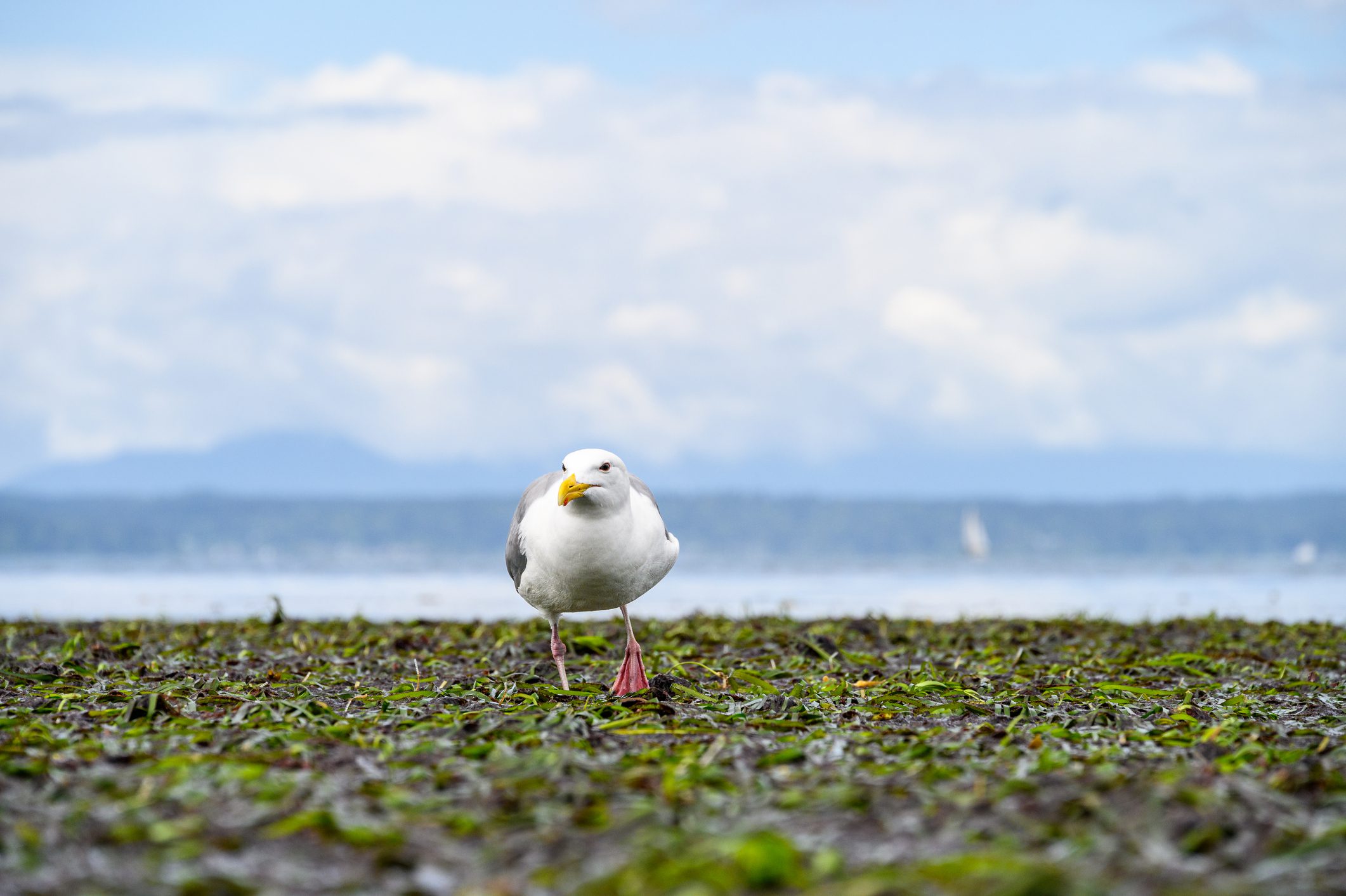 July Tide Information for Vashon Island Essential for Water Activities