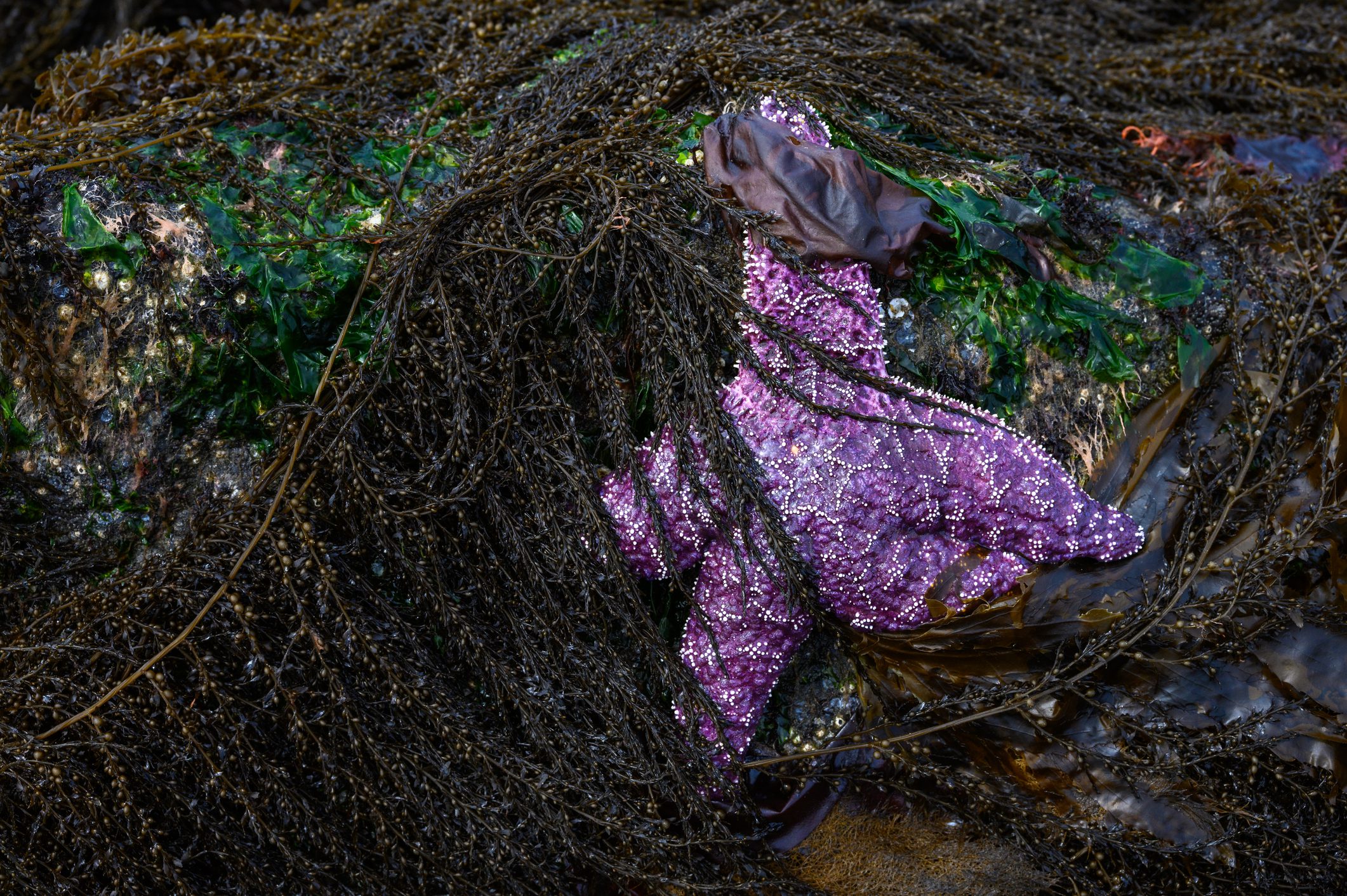 Vashon Island June Tide Chart Timings and Tips for Visitors