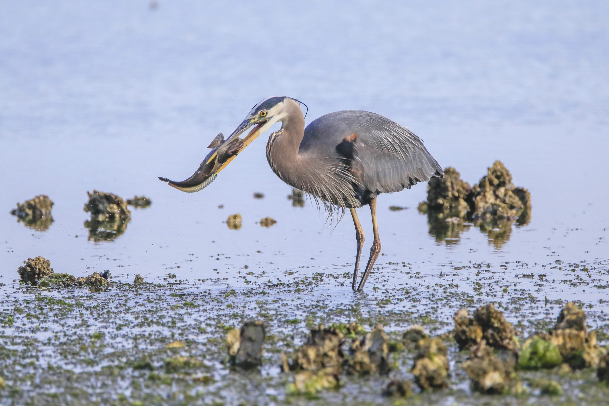 Navigate November Tides on Vashon Island with Our Detailed Guide