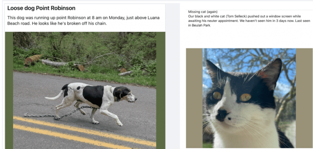 Black-and-white dog on a chain walking along a paved road with green bushes nearby. (informative: dog post image)