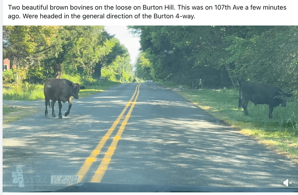 image | Vashon Maury Island Two brown cows standing on a rural road with trees on both sides, daytime safety scenario.