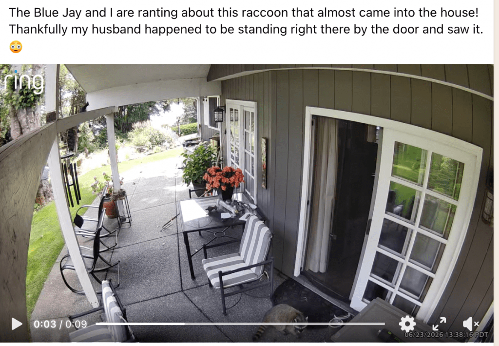 Raccoon on a gray concrete porch beside a table and striped chairs, with potted plants and a sliding door in view (surveillance video still). T