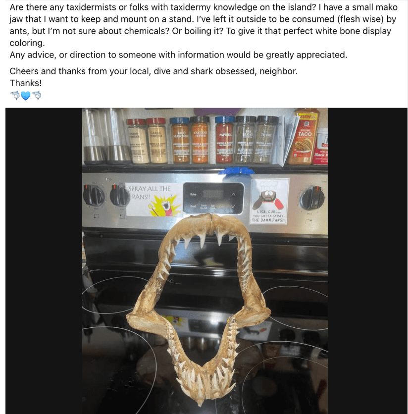 image | Vashon Maury Island Shark jaw replica with sharp teeth suspended over a kitchen stove, spice bottles visible on a rack above.