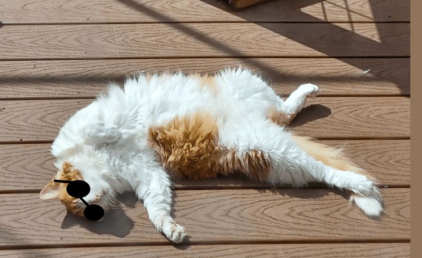 image | Vashon Maury Island Fluffy white and orange cat lying on its side on a wooden deck, basking in sunlight with front paw stretched out and back legs relaxed.