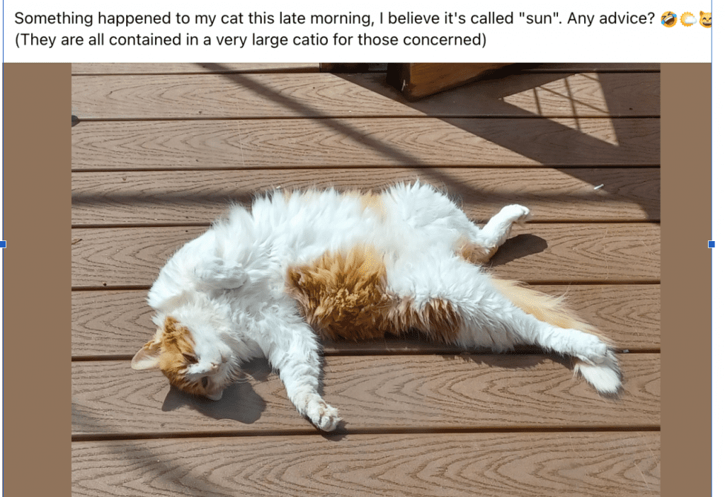 image | Vashon Maury Island Cat lying on a sunlit wooden deck, white fur with orange patches, basking with legs stretched out.