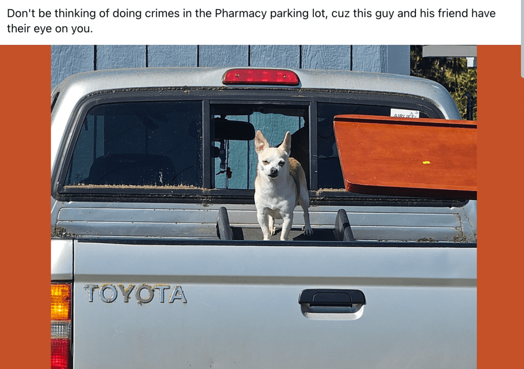 image | Vashon Maury Island White small dog standing in the bed of a silver Toyota pickup, with an orange plywood panel propped in the window behind it, looking toward the camera.
