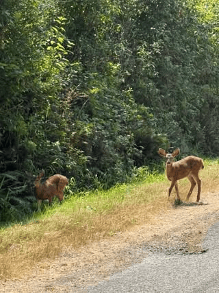 image | Vashon Maury Island Two deer on a gravel roadside beside a dense green forest. (one is larger, standing; the other smaller, near bushes)