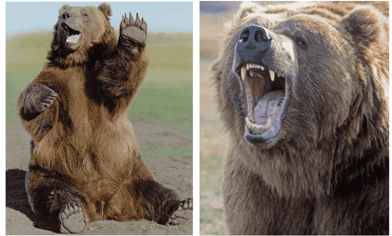 image | Vashon Maury Island Two grizzly bears shown side by side; left bear sits upright with paws raised, right bear roars with open mouth. 2-panel image showing a calm paw-raised bear and a roaring bear.