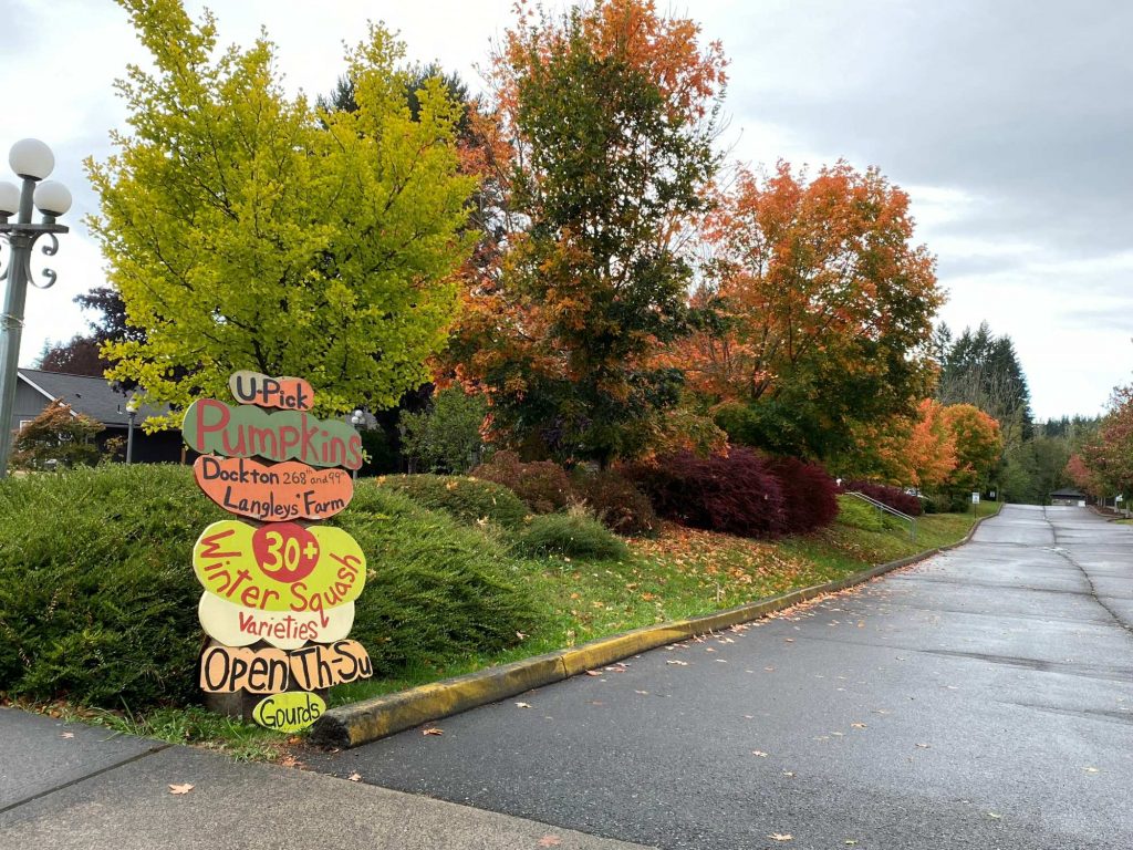 Autumn scene with yellow and orange trees beside a roadside pumpkin stand and colorful handmade signs advertising pumpkins and farm items, near a parking lot.