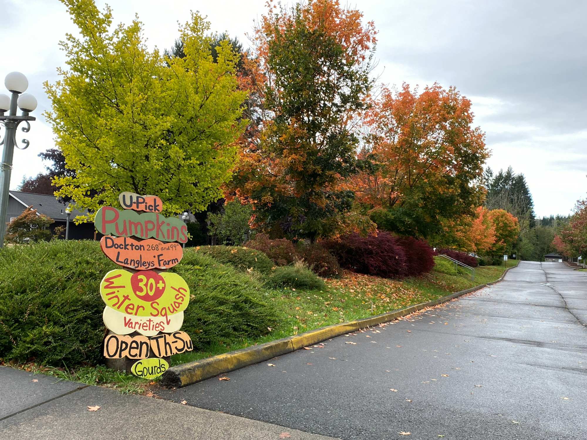 Fall-Langley-Gardens-sign-colorful-trees-Vashon-town-uptown | Vashon Maury Island Autumn scene with yellow and orange trees beside a roadside pumpkin stand and colorful handmade signs advertising pumpkins and farm items, near a parking lot.