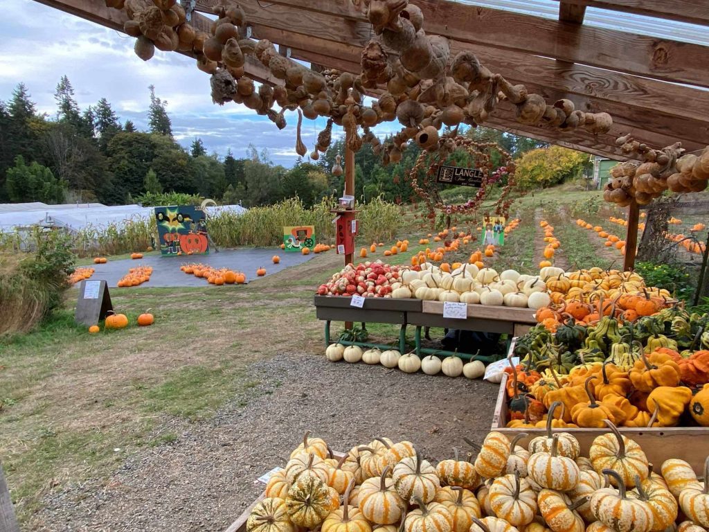 Fall in Langley Fine Gardens pumpkin patch