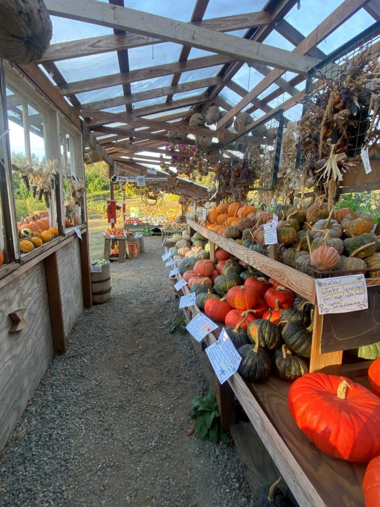 Langley Fine Gardens seasonal farm stand | Vashon Maury Island Rows of seasonal unique squash pumpkins and gourds at Langley Fine Gardens farm stand in Dockton Vashon Island Maury Island Washington