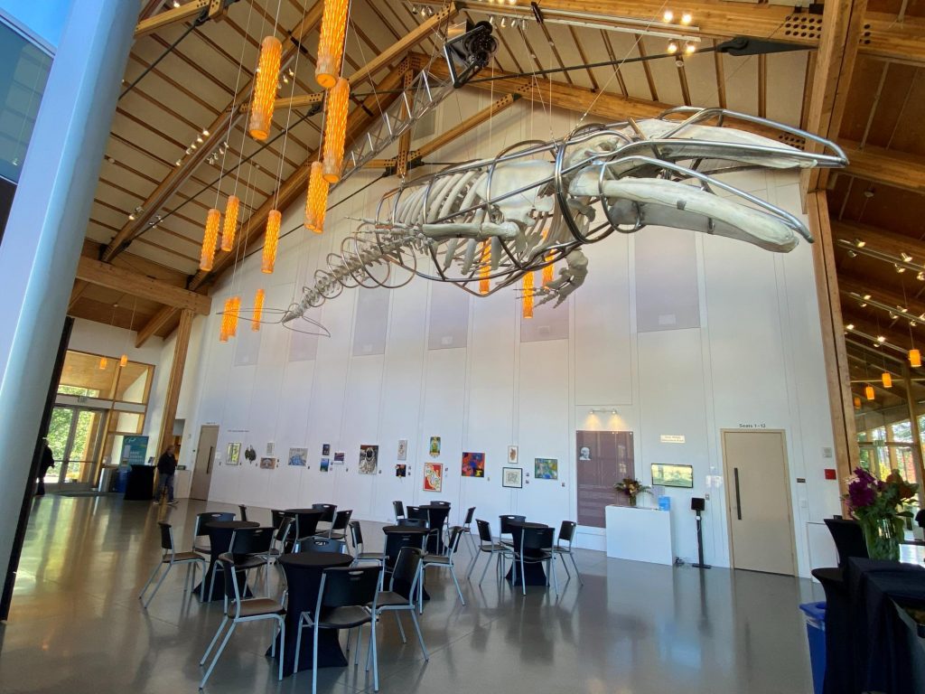 VCA Atrium and Singer | Vashon Maury Island Large whale skeleton suspended from the ceiling in a spacious atrium, with orange pendant lights and rows of black chairs nearby.