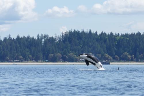 Orca Jumping Vashon Island